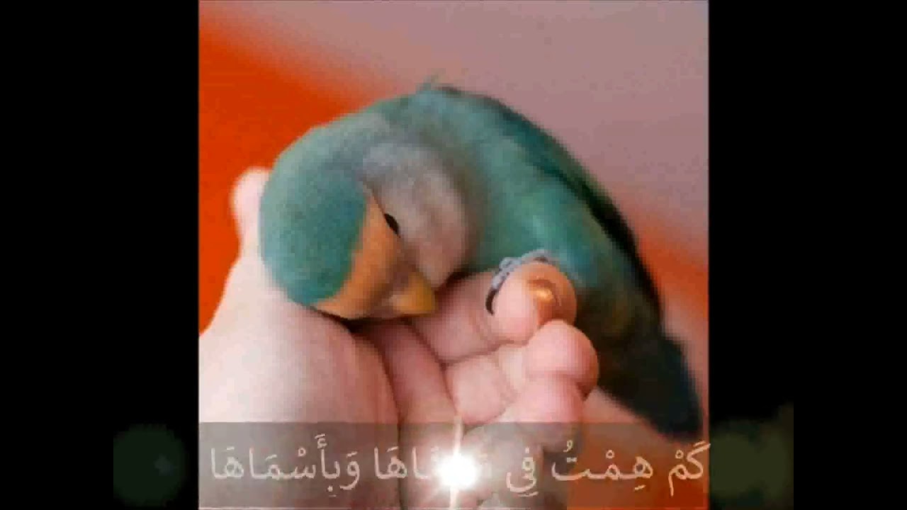 #الحضرة🕋 رائع رائع رائع وصلة 4 من بعد كتم الذّكر بإخراج مبدع وترجمة( إني ولو لاموني روحي بتهواه💖 )
