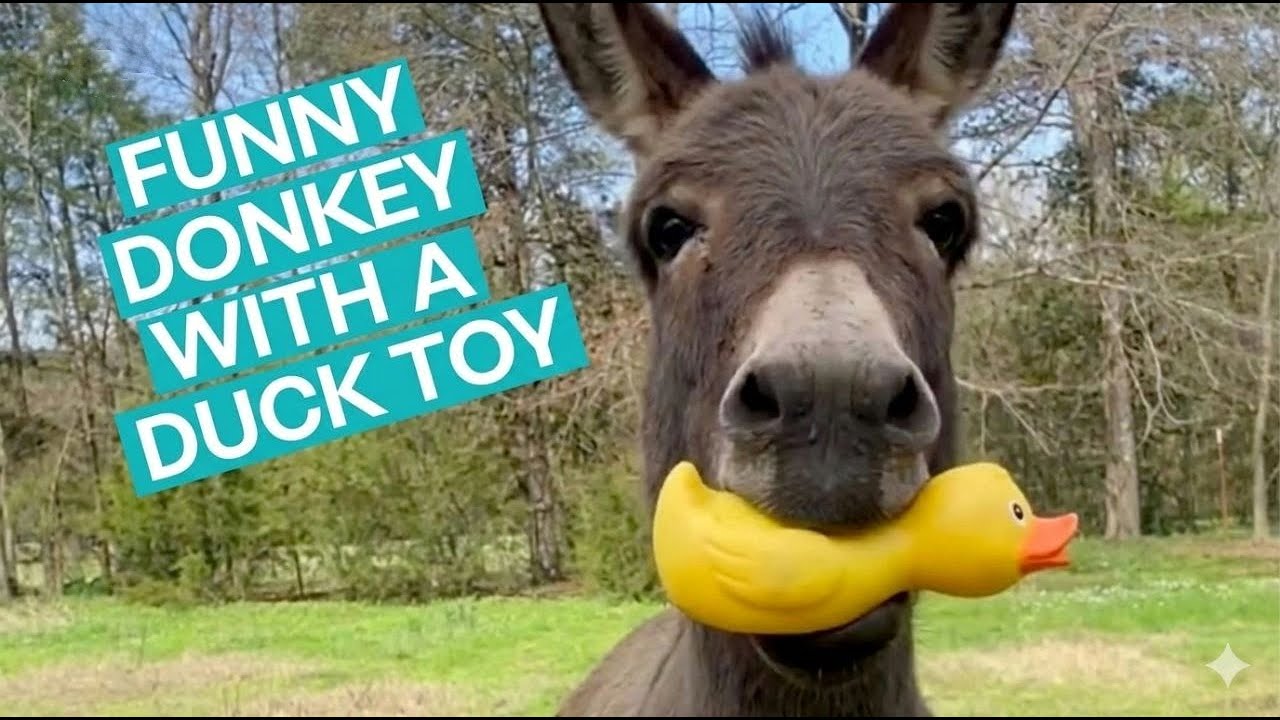 Funny donkey with a duck toy!
