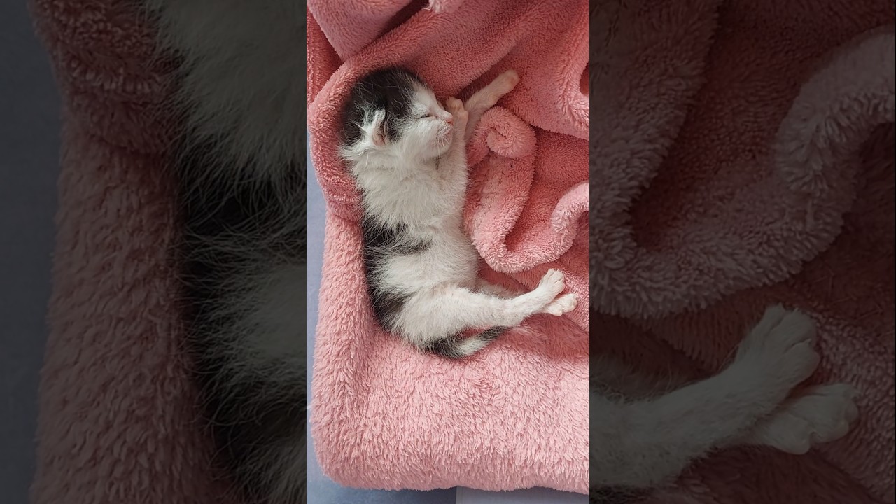 Z krzak&oacute;w do domu #koty #cats #catsshorts #shortvideo #shorts #szczęście #pets #beautiful