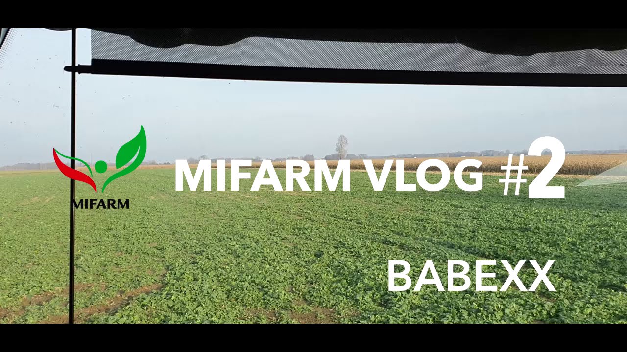 Grudniowy zbi&oacute;r kukurydzy BABEXX zasianej w czerwcu - część 1 |  Mifarm VLOG #2