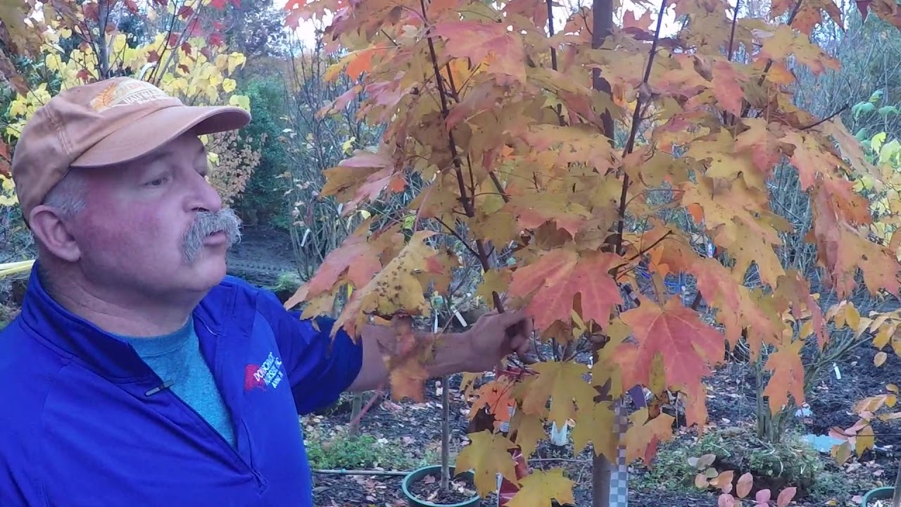 #TreeTipTuesday - October Glory & Sugar Maple