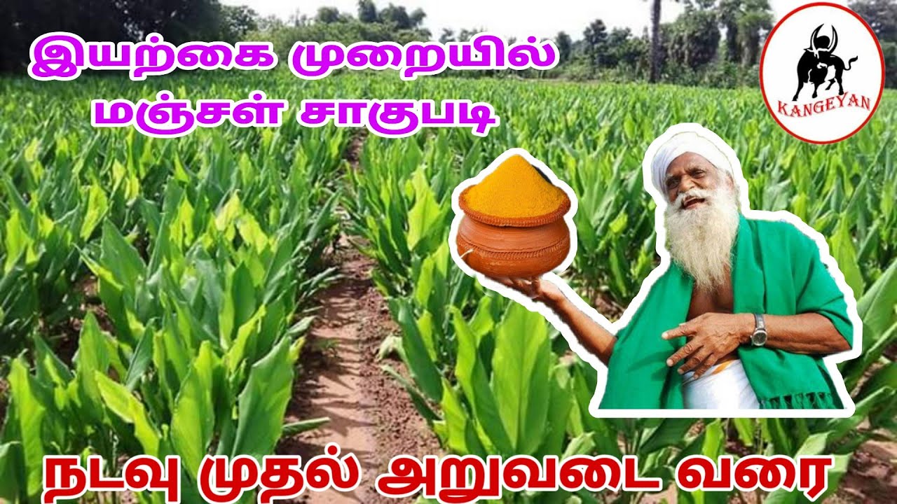 Organic Turmeric Cultivation in Tamil Nadu - நம்மாழ்வார் வழியில் மஞ்சள் சாகுபடி
