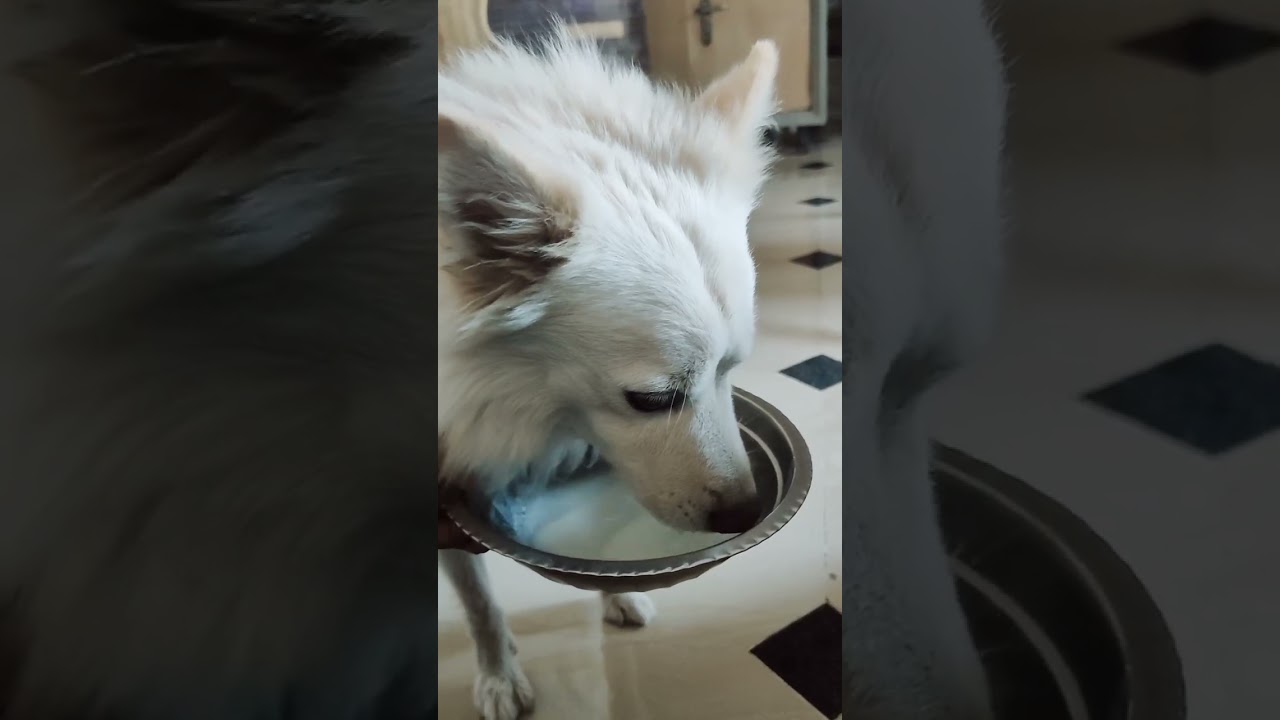 dog is drinking milk🐕🥛🥛#shorts#tranding #viral #shortsyoutube #shortsfeed 😍🐶😍