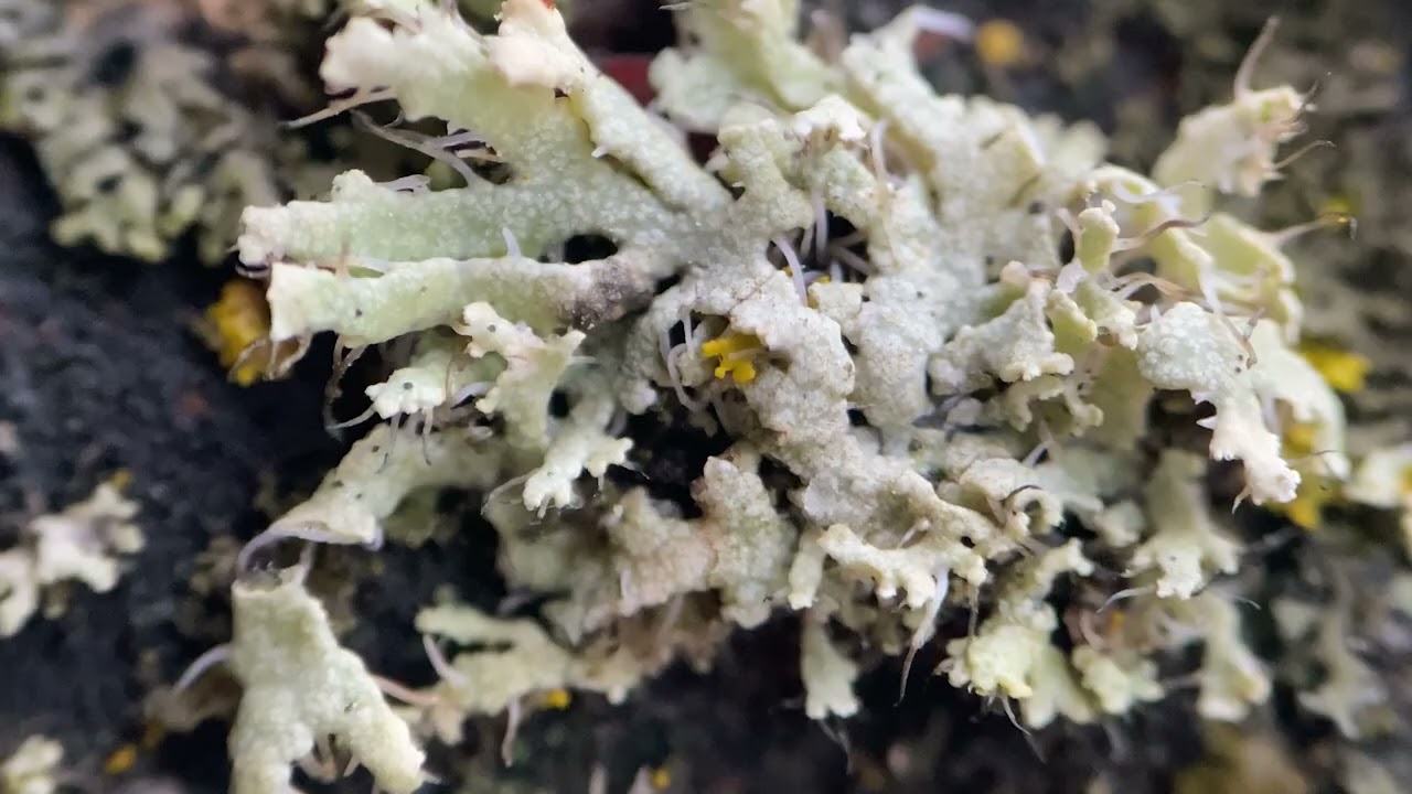 The Organism that Broke Biology
