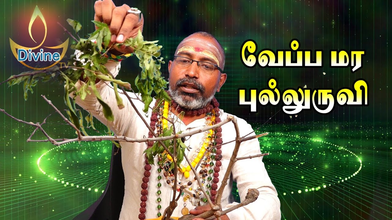pulluruvi benefits (whats App no: +91 9843708575) புல்லுருவி பலன்கள்