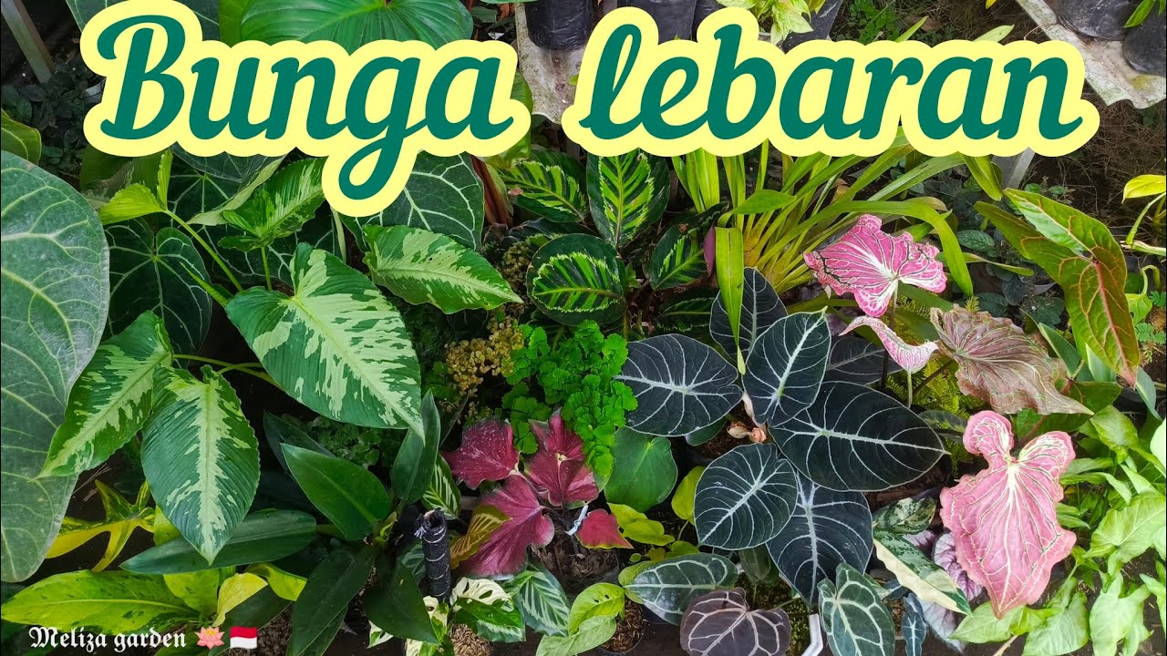 tanaman hias pajangan lebaran siap di hidangkan kembali 🤠