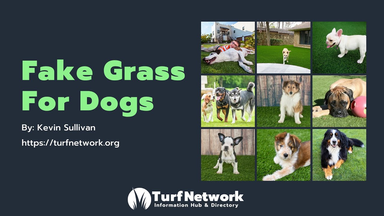 Fake Grass for Dogs [Pet Turf]: A Complete Guide to Pet-Friendly Synthetic Turf // TURF NETWORK