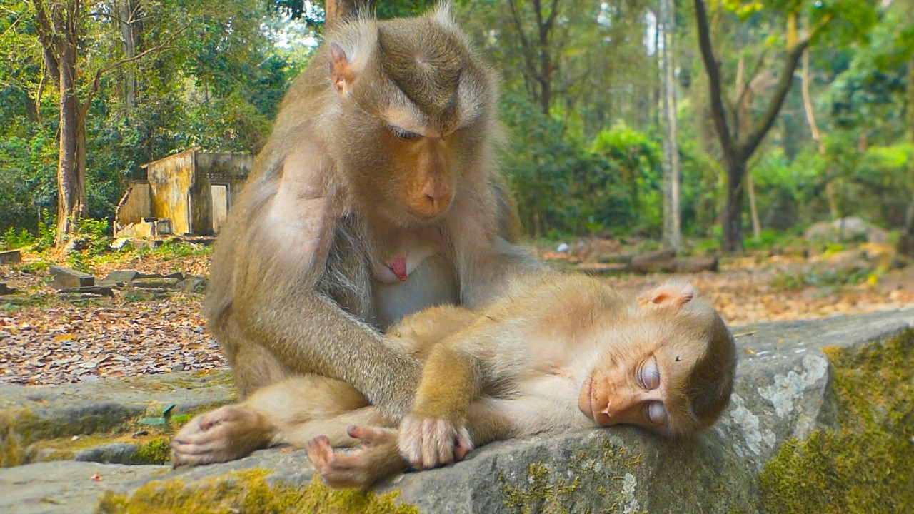 Libby's ingenious way to calm restless Lily & Luna come helping pregnant sister relaxing