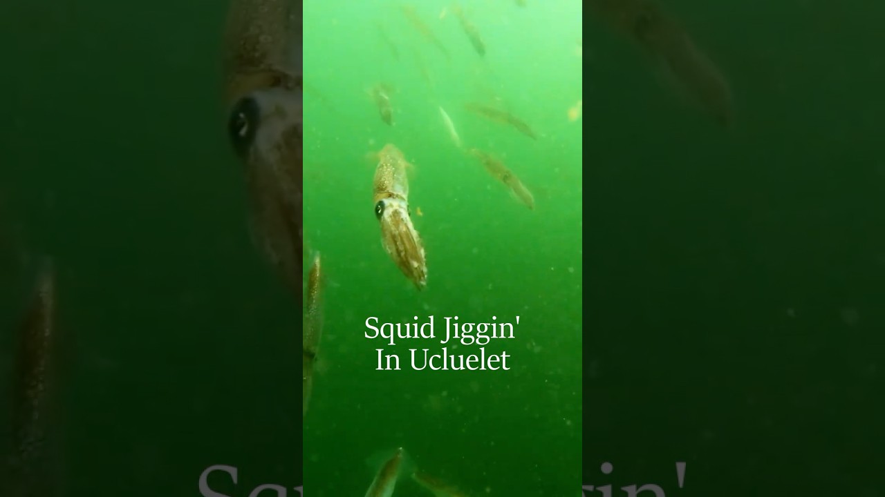 Jigging for Squid in Ucluelet on Vancouver Island