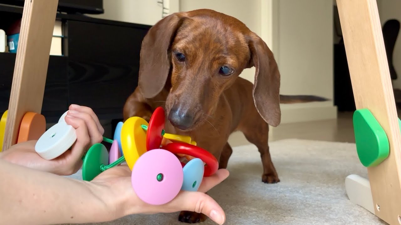 Mini dachshund reviews new baby items! 🍼