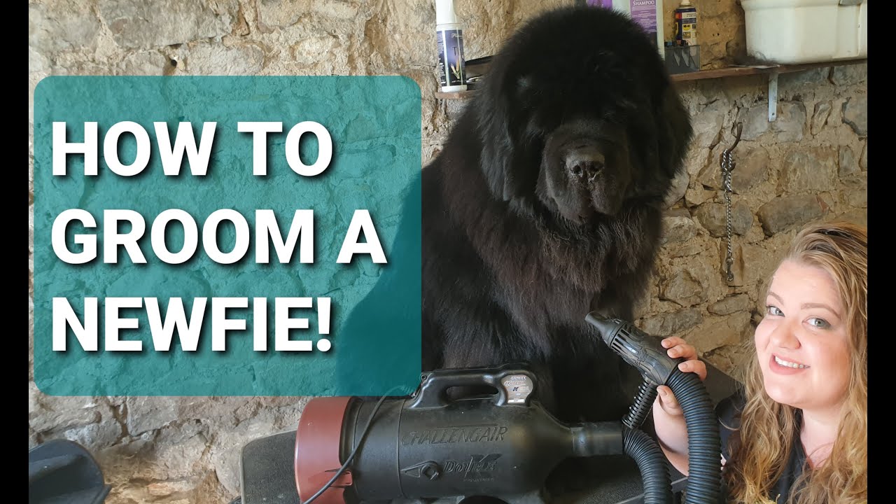 NEWFOUNDLAND DOG GROOMING // How to groom your Newfie Part 1