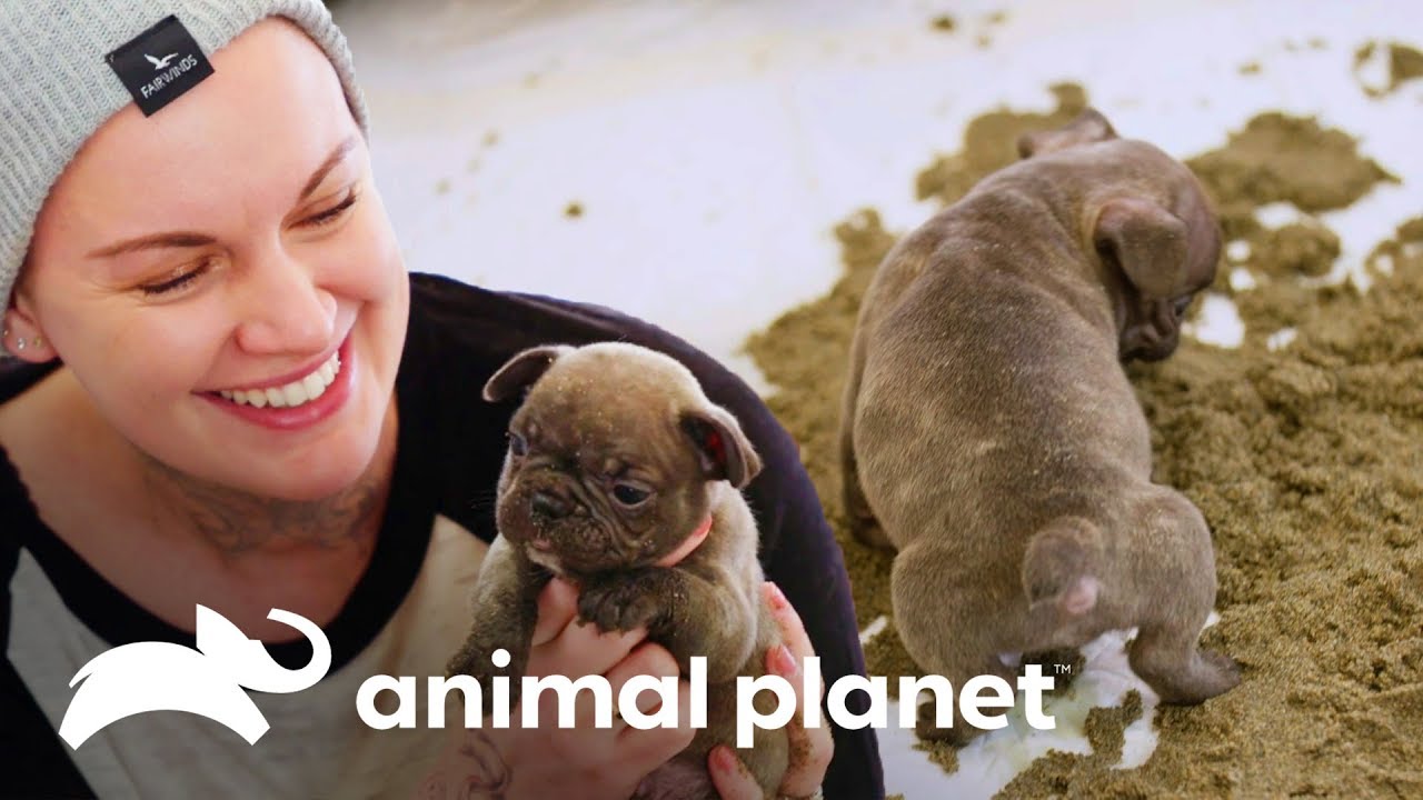 ¡Amanda lleva cachorros a la playa! | Amanda al rescate | Animal Planet