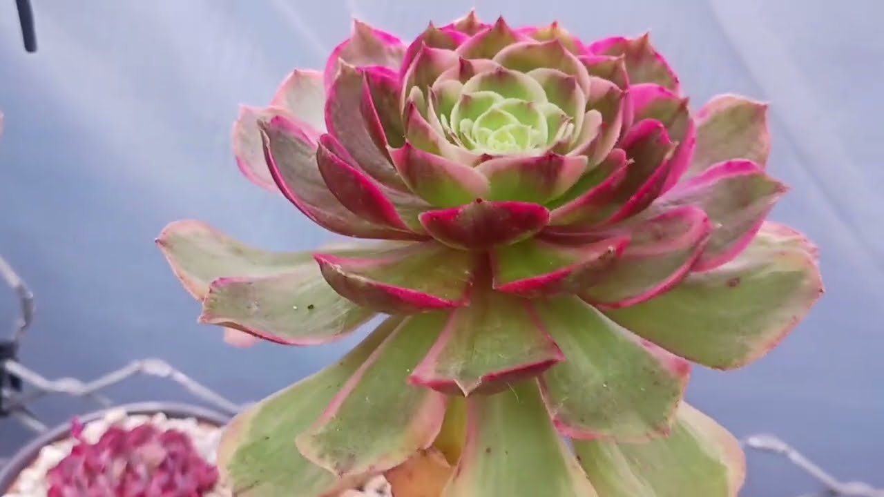 작심 3일^^ 앙증맞은 에어니옴 업어 왔어요#에어니옴 #succulent 다육이 #다육하우스 #취미생활