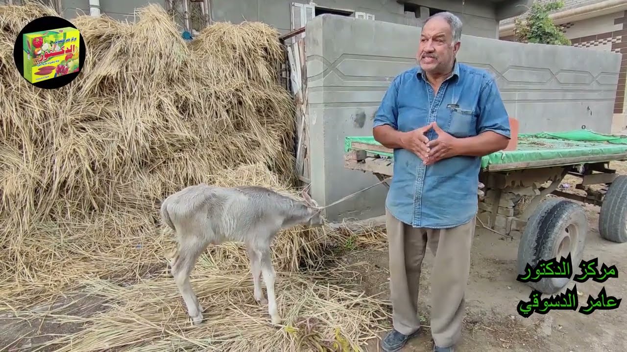 التعامل مع العجول الرضعيعه والحفاظ عليها وكيفيه فتح خراج الحبل السري
