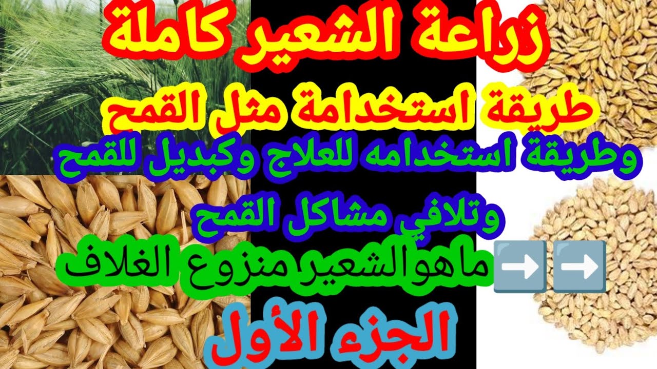 زراعة الشعير كاملة وماهو الشعير العاري منزوع الغلاف مثل القمح شاهد الفديو الجزء الاول