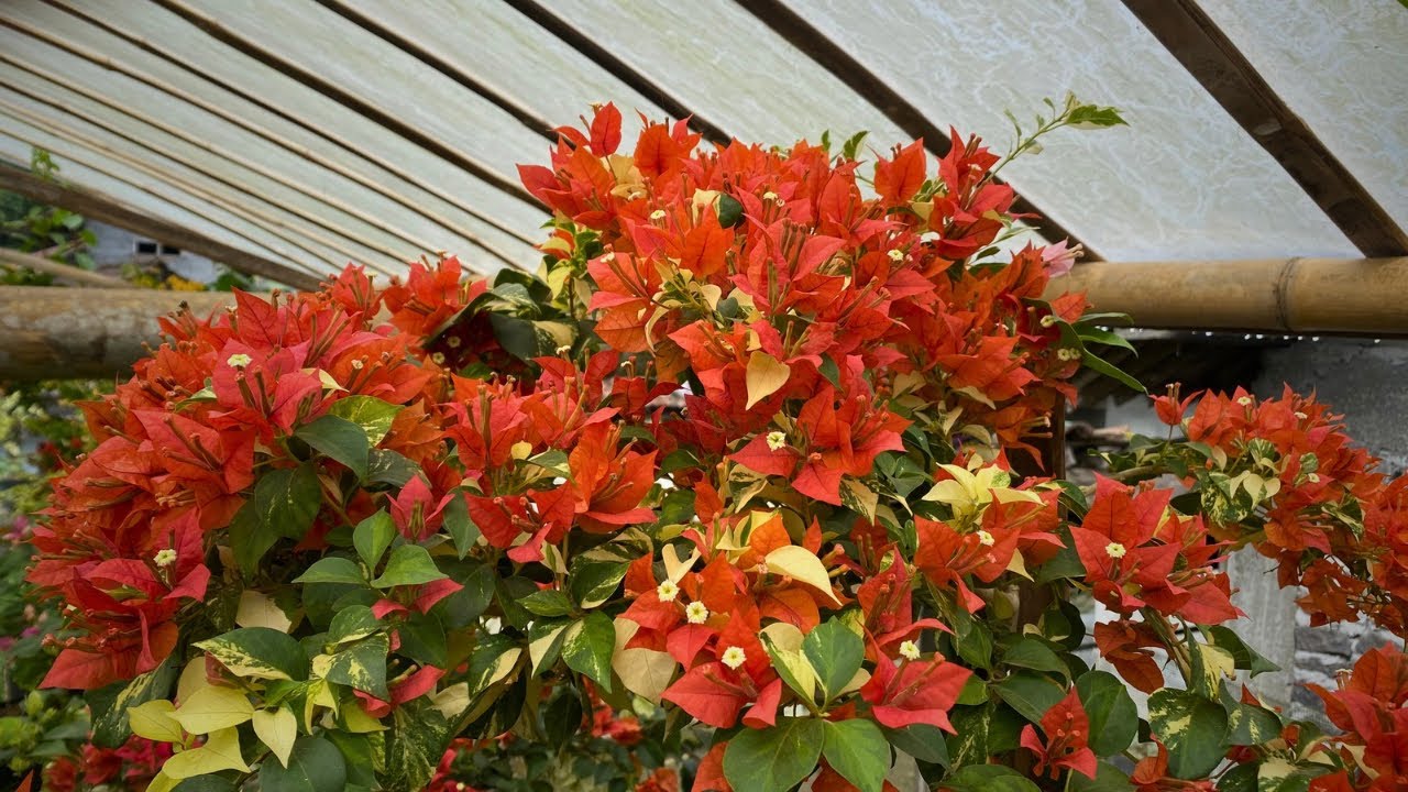 BOUGENVILLE RED BRIZA VARIGATA