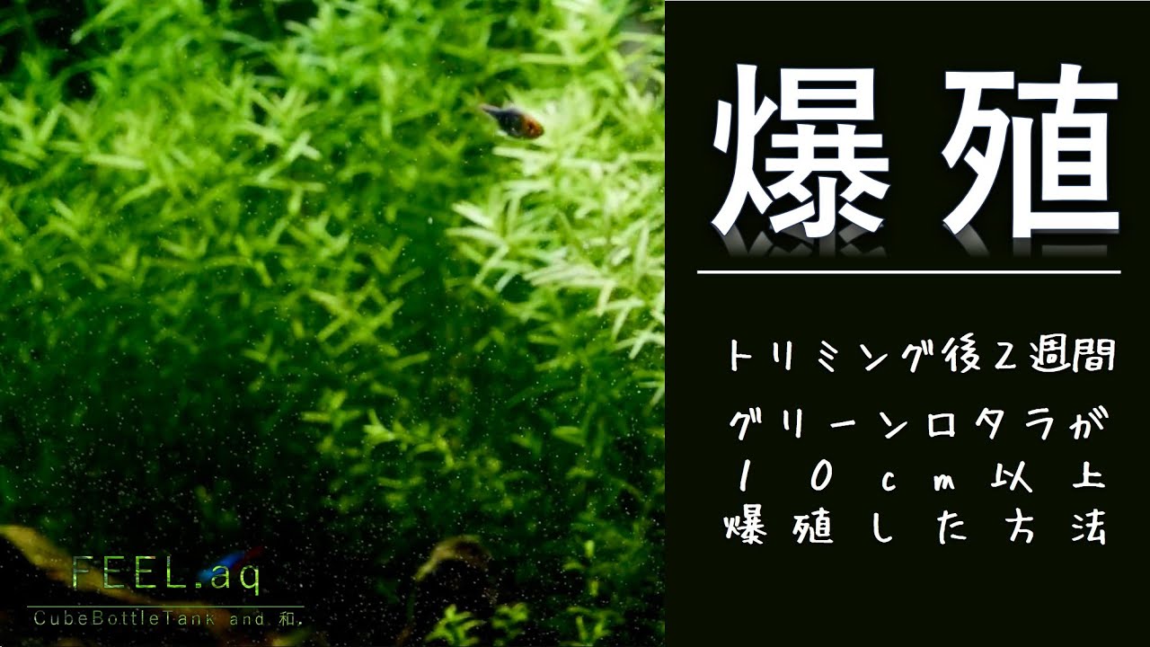 【アクアリウム】美少量ロタラのトリミングで倍々に！夏の高水温で爆殖レイアウト