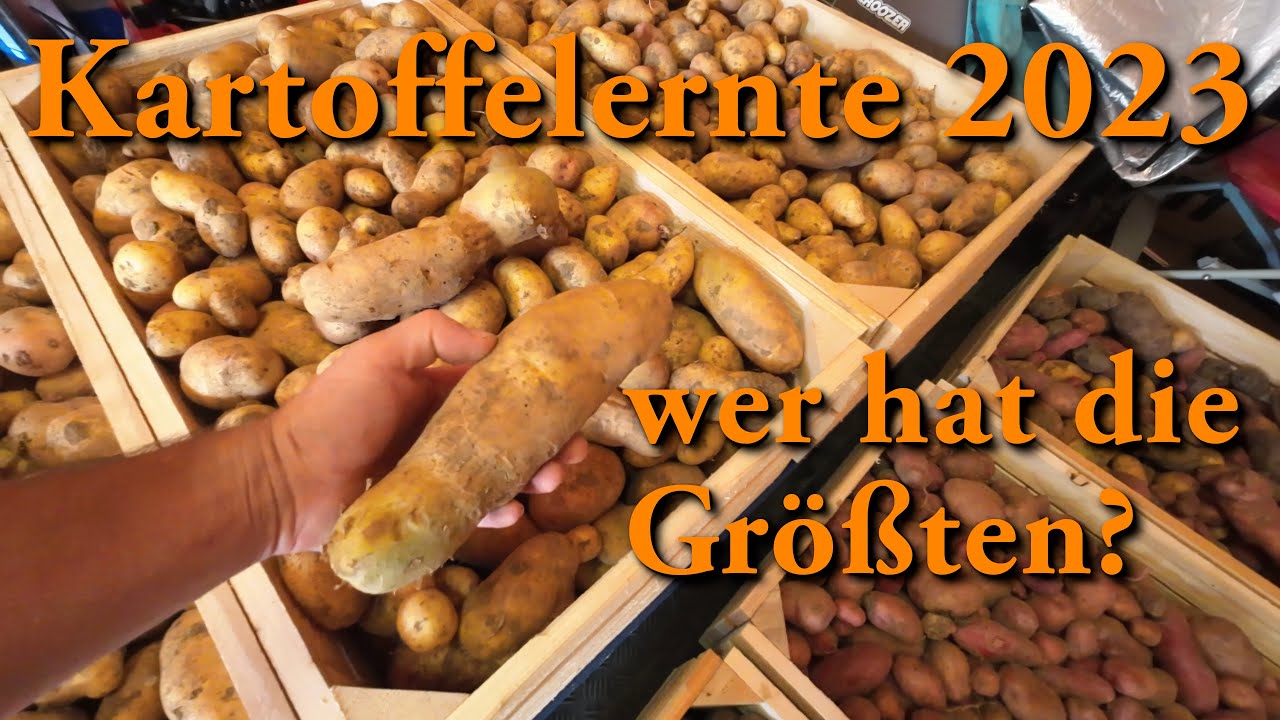 Kartoffelernte 2023 - wer hat die Größten?