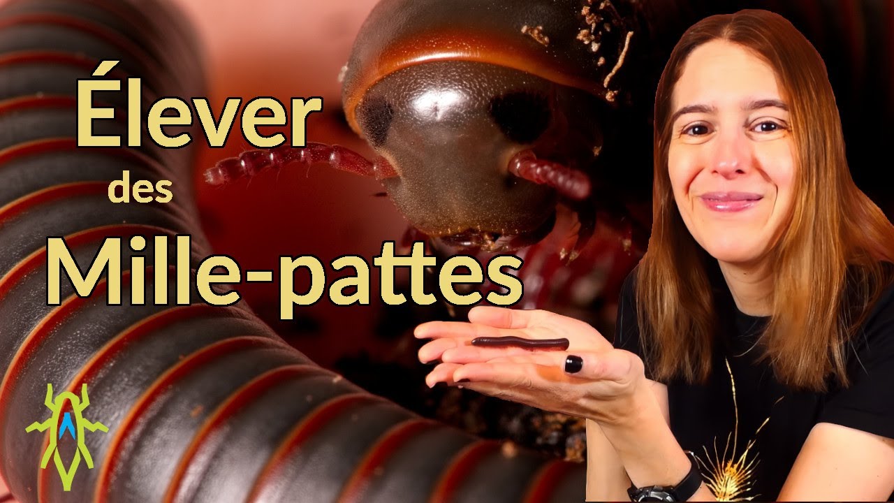 Élever le mille-pattes géant d'Amérique du Nord (Narceus americanus)