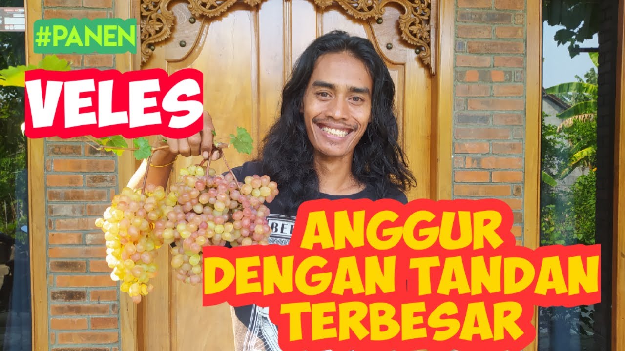 VELES .. Anggur dengan tandan buah terbesar...!!!