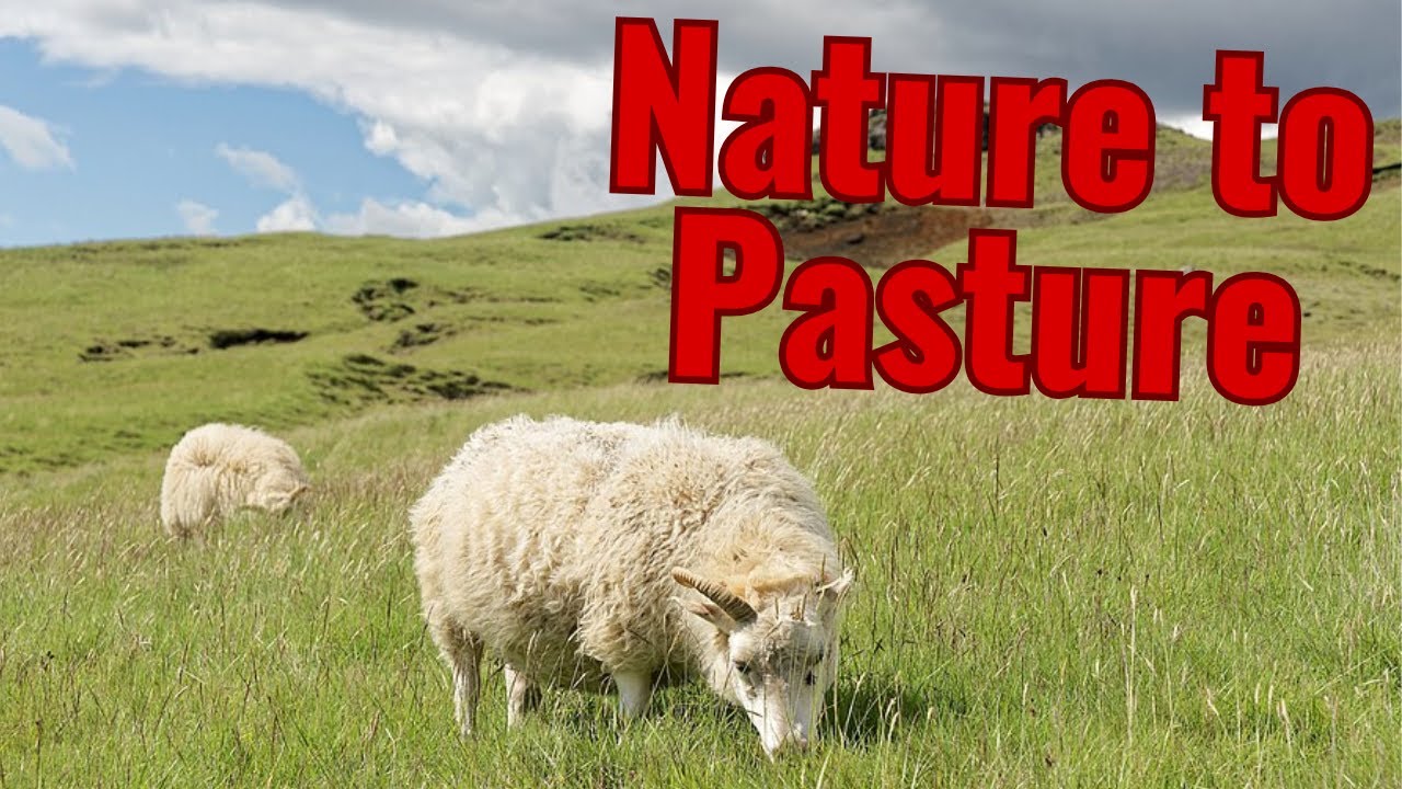 The Evolution and Biology of Wild Sheep | The Story of Domestication