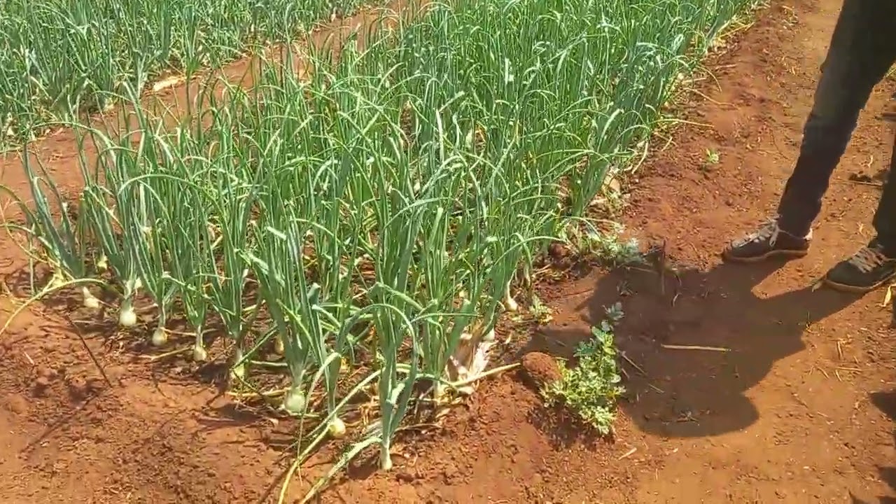 Produção de cebola 