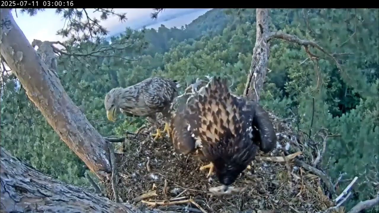 11.07.2025 Камычи. Сегодня Сардай утро начинает с завтрака.