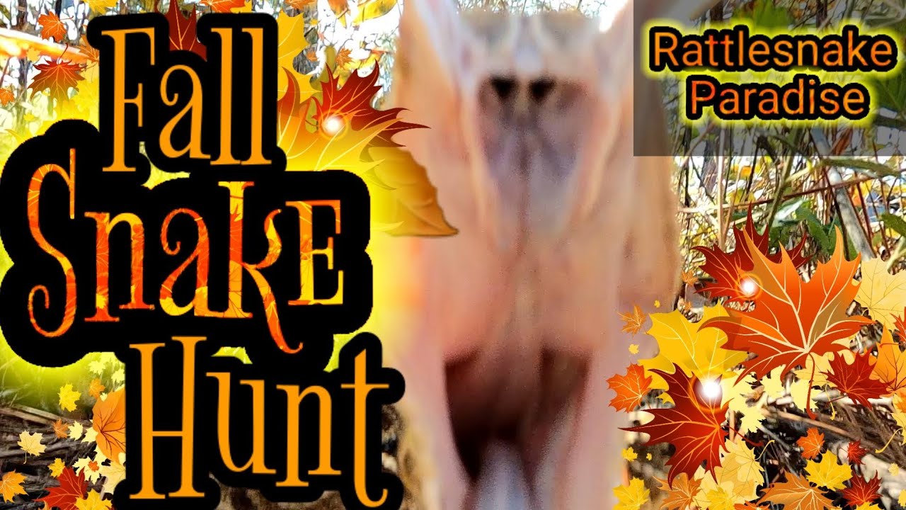 Fall Snake Hunt 🐍 Rattlesnake Paradise