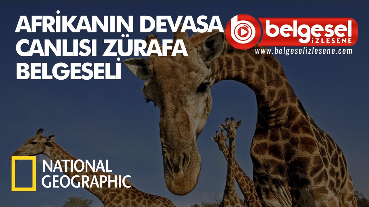 Afrika'nın Devasa Canlısı Z&uuml;rafa Belgeseli - T&uuml;rk&ccedil;e Dublaj