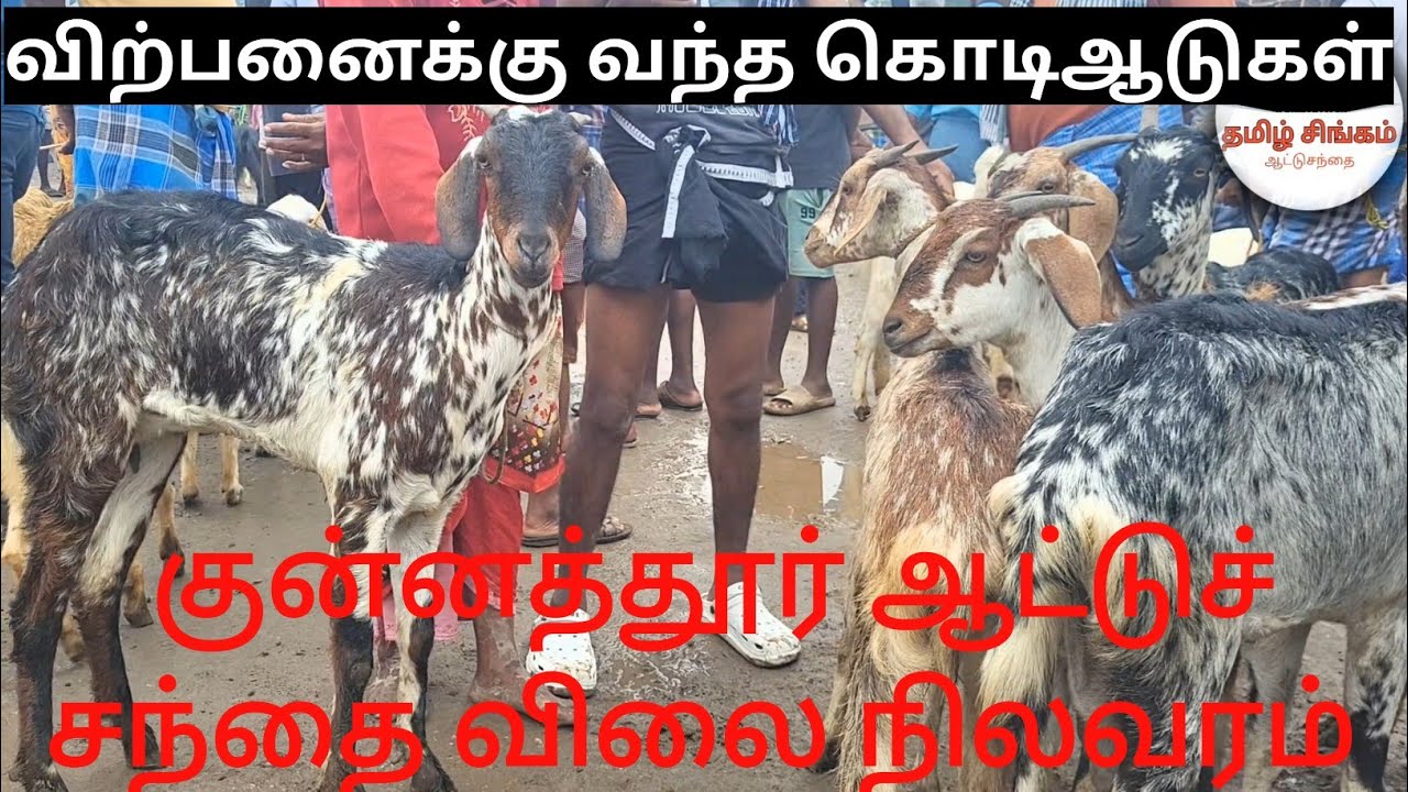 ⛈️மழையில் விடாது🌦️ நடந்த குன்னத்தூர் ஆட்டுச் சந்தை #goatmarket #kunnathur #tamilsingam 
