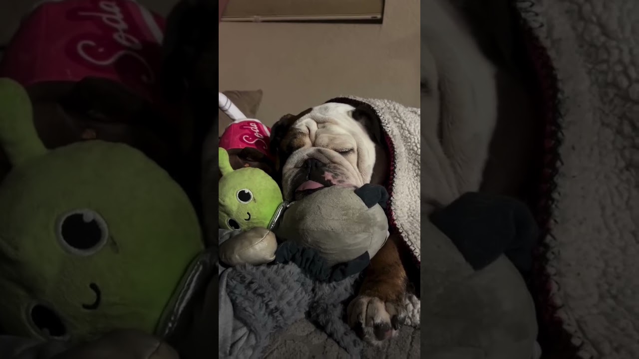 Funny Bulldog Compilation 🐶| Cute & Crazy Bulldog Moments