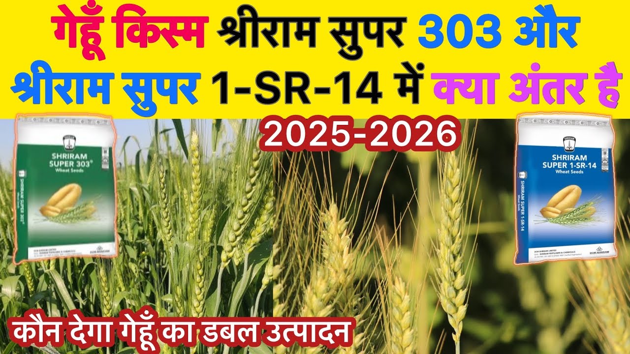 गेहूँ श्रीराम सुपर 303 और श्रीराम सुपर 1-SR-14 में क्या अंतर है | कौन देगा सबसे ज़्यादा पैदावार 