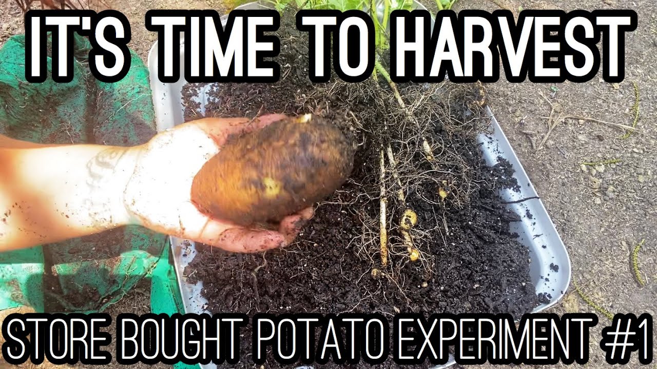 GROWING STORE BOUGHT POTATOES IN 5 GALLON BUCKET HARVEST ! CONTAINER GARDENING REVEAL | MUST WATCH !