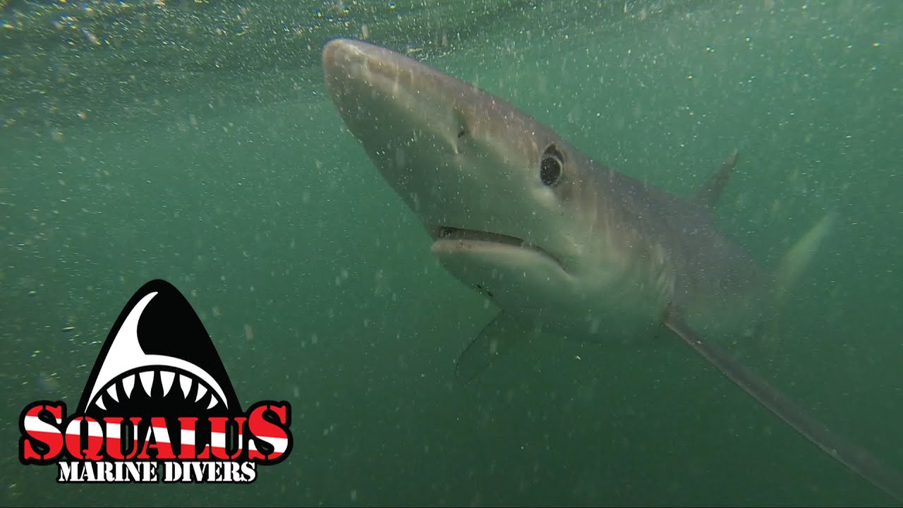 NARRAGANSETT SHARK CAGE DIVE - SQUALUS MARINE DIVERS