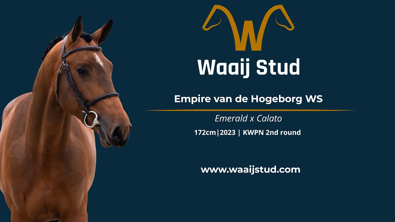 Empire van de Hogeborg WS (Emerald x Calato) stallion, 2023