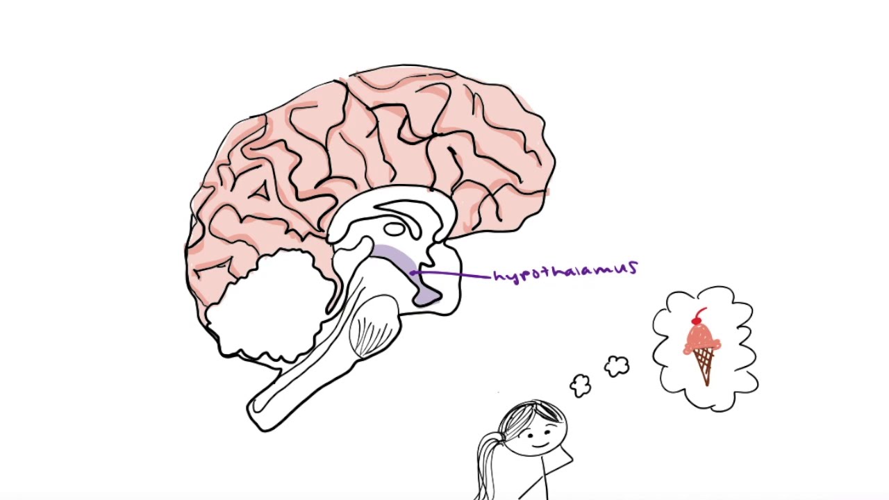 CB1 Receptors and Endocannabinoids