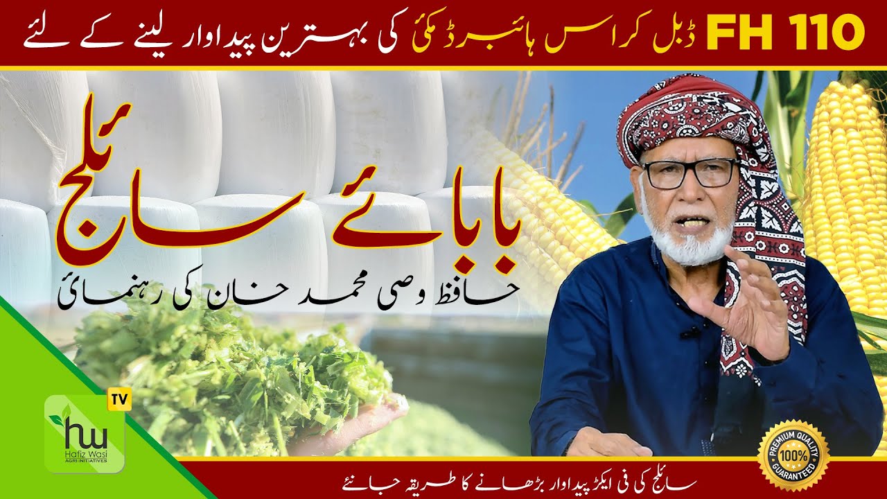 سائلج کی فی ایکڑ پیداوار بڑھانے کا طریقہ جانئے