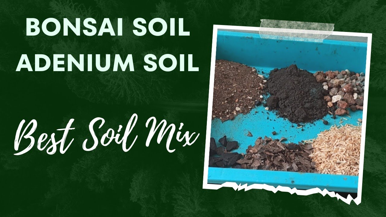 How To Make Bonsai Soil At Home || Bonsai Soil || Bonsai Soil Mix ||Best Soil For Adenium