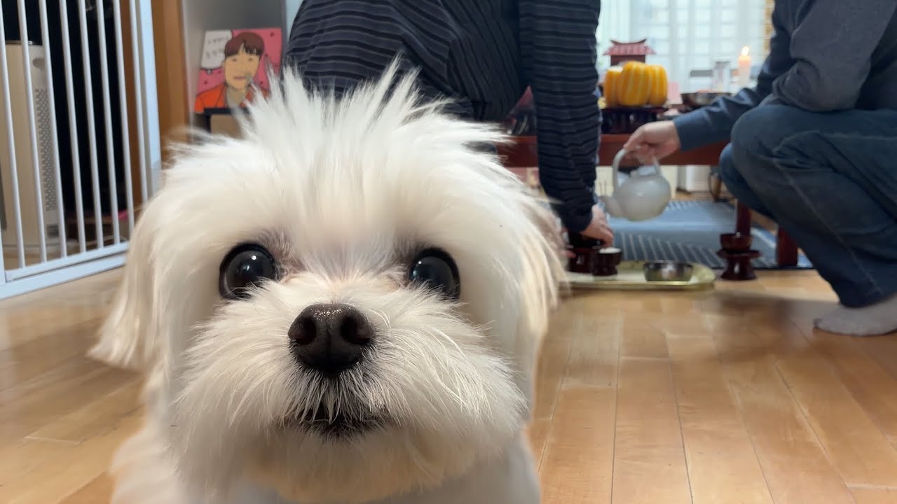 차례상에 올라간 생선 훔쳐먹고 신년 파티하다가 걸림