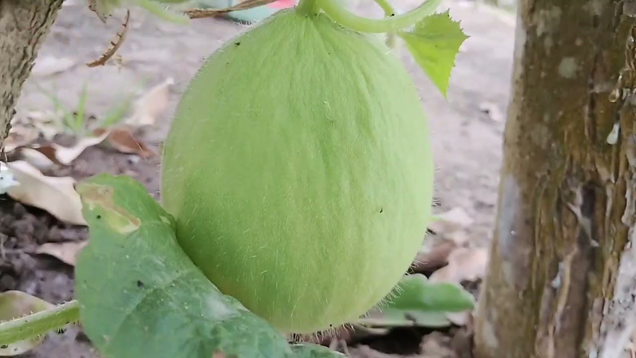Melão 🍈🍈.
