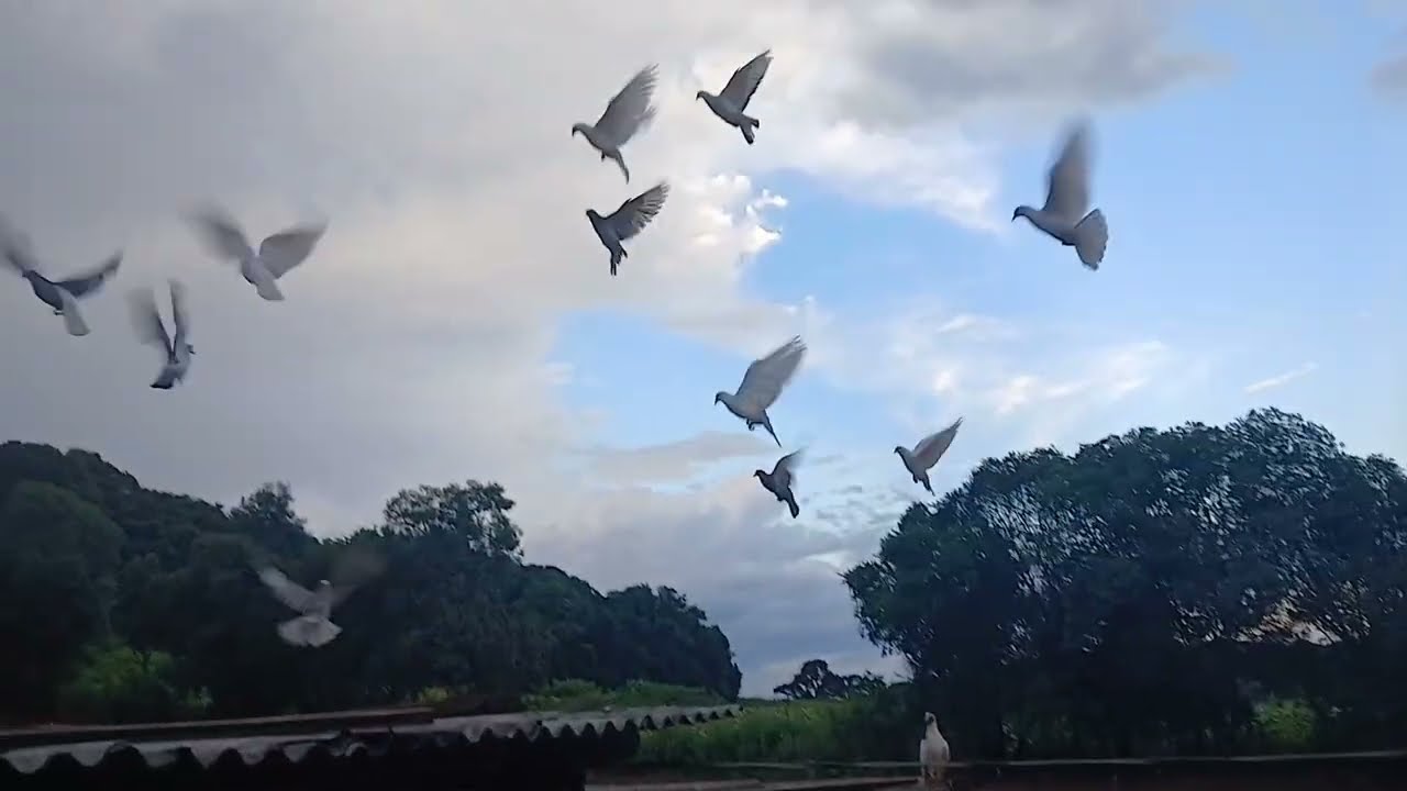 NOSSOS ANIMAIS SÃO NOSSAS ALEGRIAS 