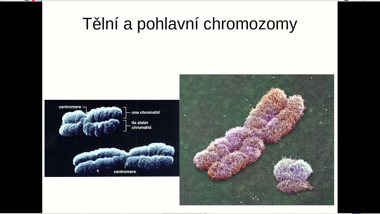 Z&aacute;klady genetiky pro 3 A