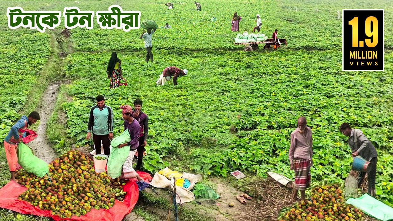 চলনবিলে টনকে টন ক্ষীরা চাষ || Panorama Documentary