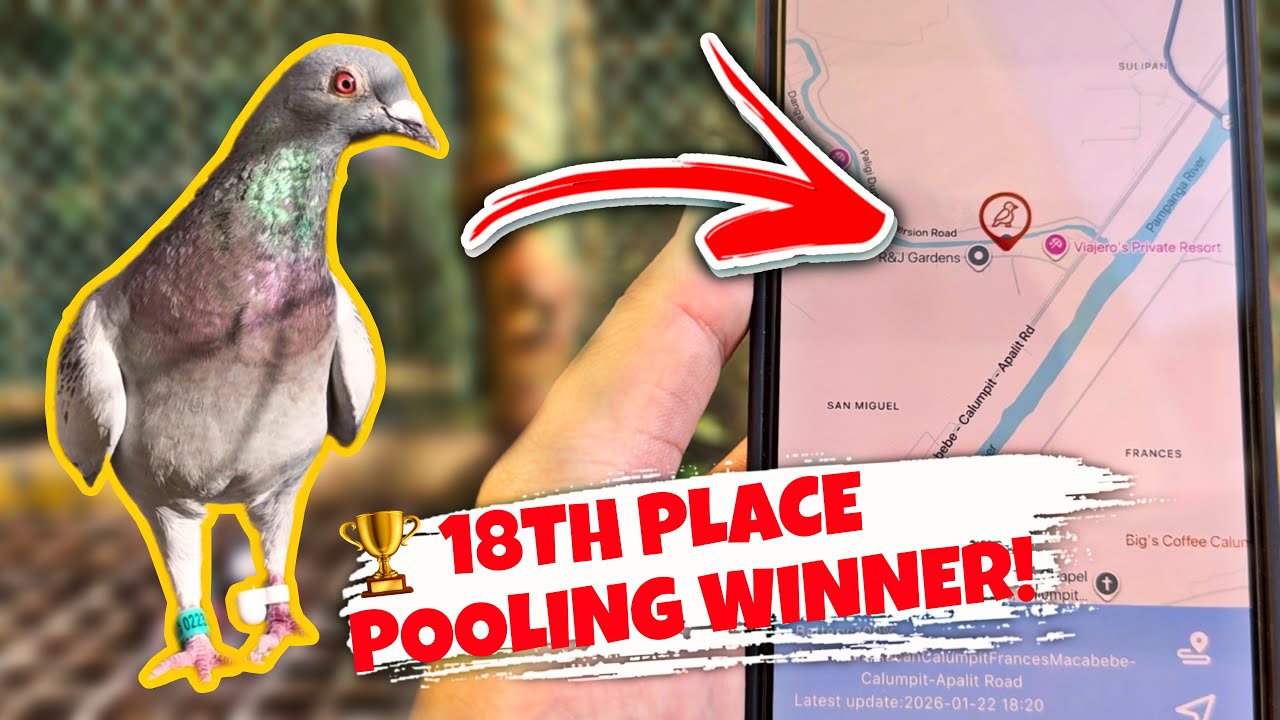 KALAPATING MAY PIGEON TRACKER BUMILIS NA RACER! 😱