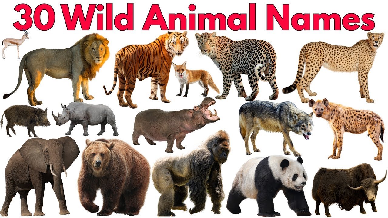 30 удивительных диких животных для детей 🦁 | Лев, тигр и другие | Обучающее видео для малышей и д...