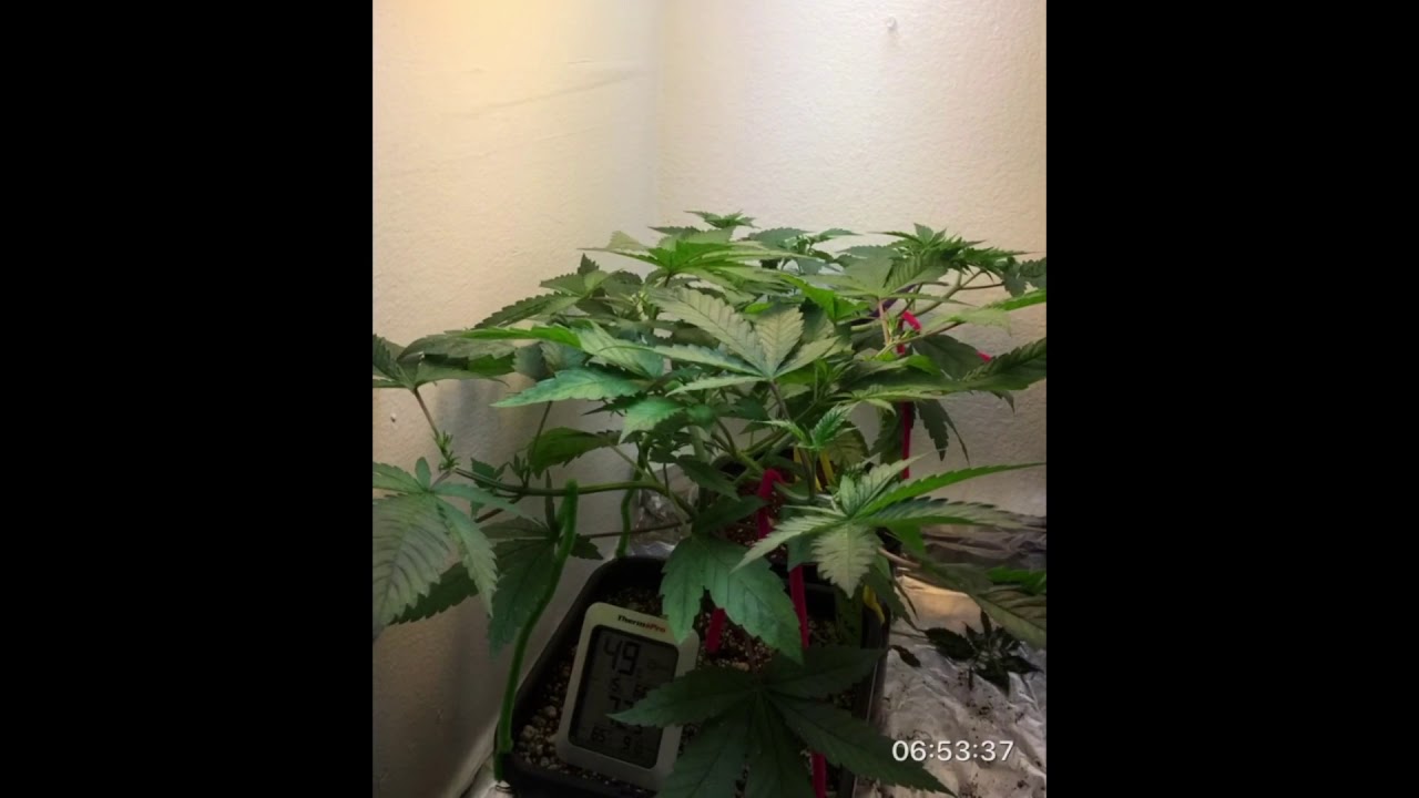 Time-lapse: 12 days of Cannabis Grow in Veg