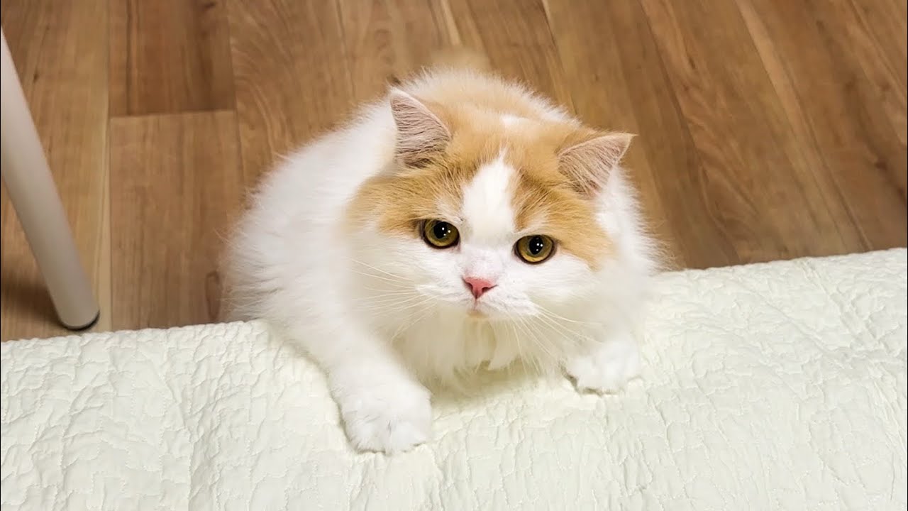 今日は犬とじゃなく飼い主と寝ると訴えてくる猫がかわいすぎました！