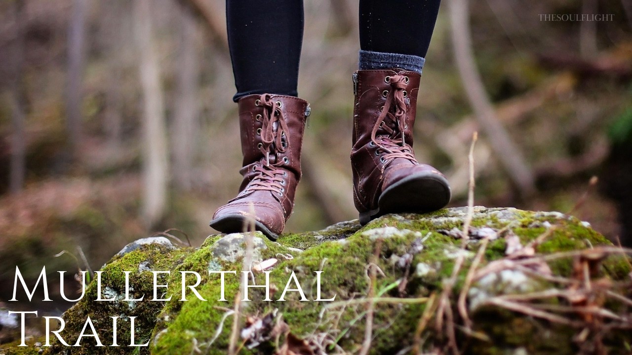 Nature Revealed | 30 Minutes of Cinematic Forest Beauty & Ambient Music