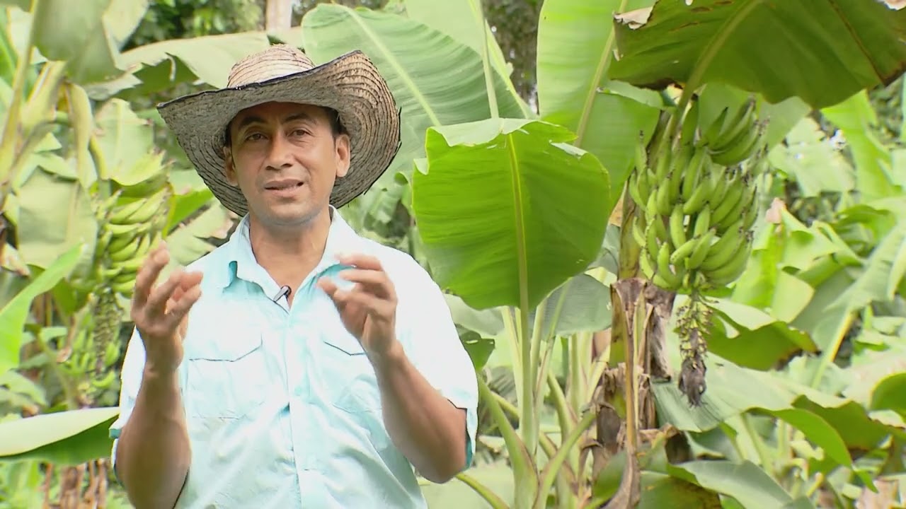 Pl&aacute;tano, principal cultivo del Putumayo  - La Finca de Hoy