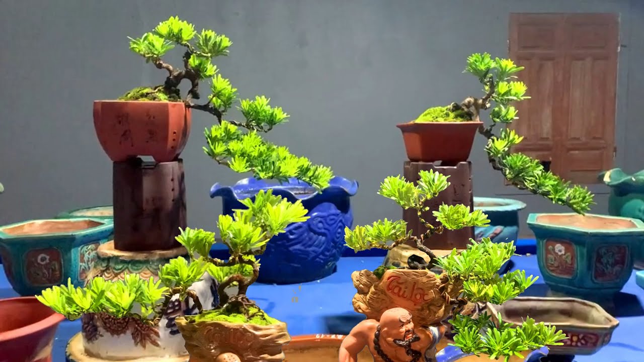 Giao lưu dàn Bonsai mini chất lượng của nhà vườn Hữu Quang (Bình Định) lh: 0935.423.477